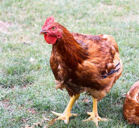 red ranger chickens.